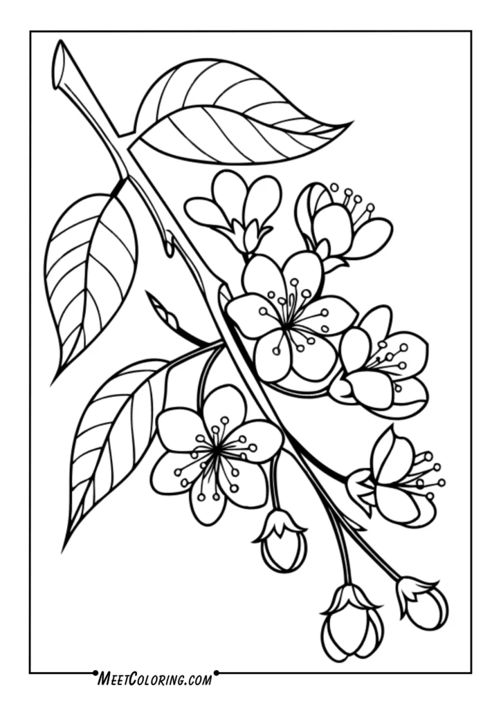 Cherry blossoms and apple trees