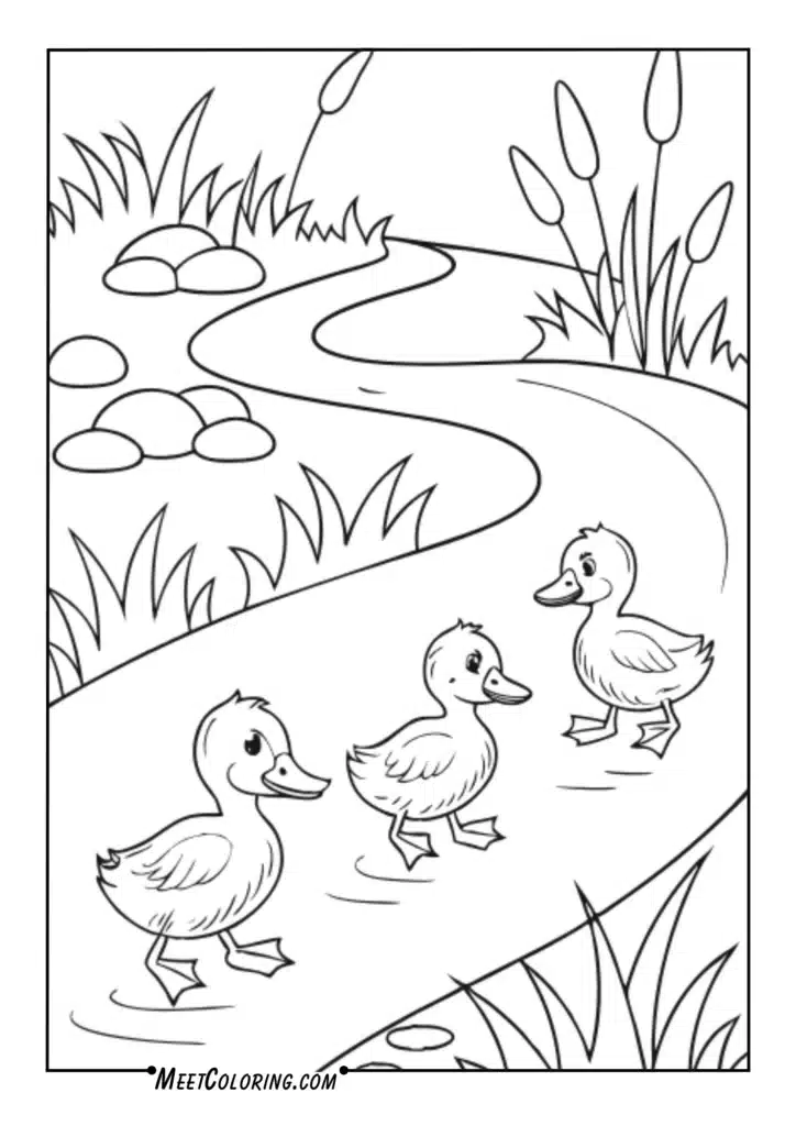 Ducklings waddling along streams