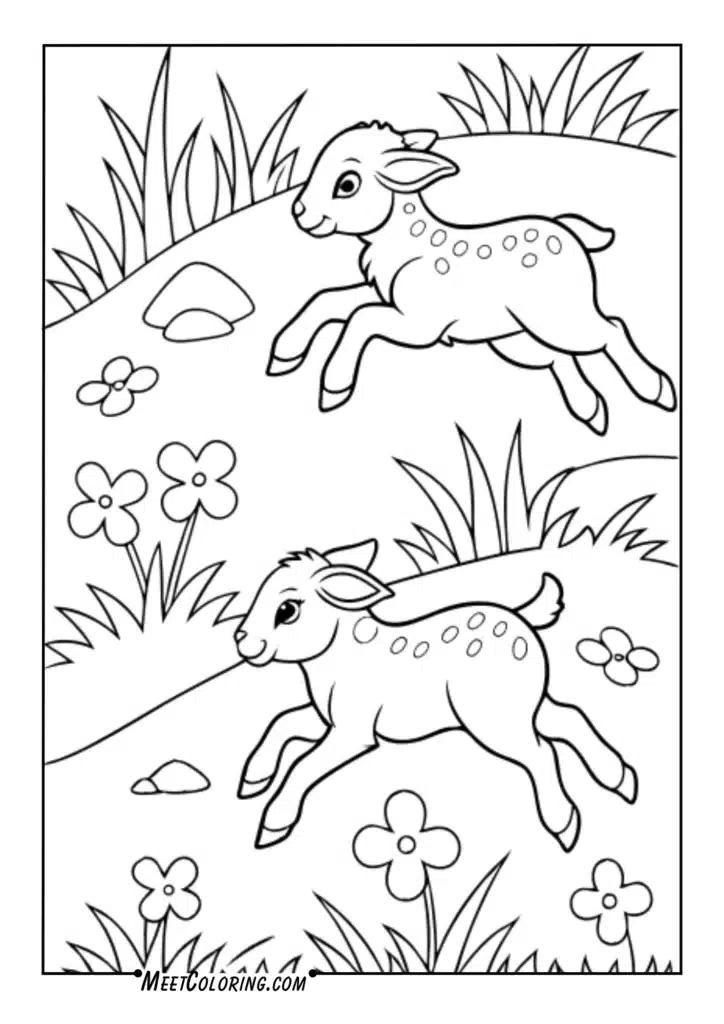 Playful lambs in spring fields